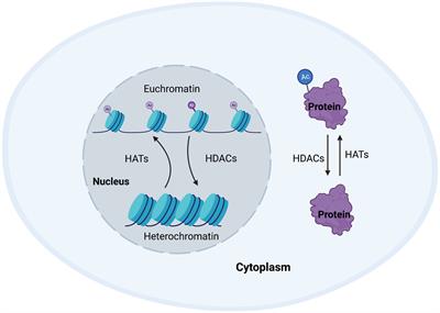 The role of altered protein acetylation in neurodegenerative disease